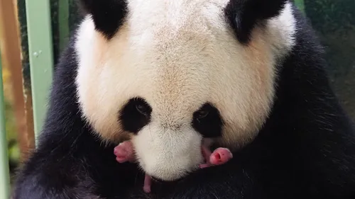 Naissance de deux bébés pandas au zoo de Beauval